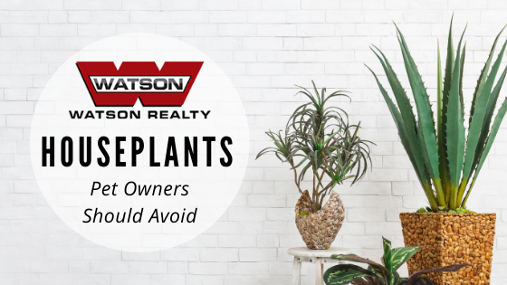Houseplants to Avoid with Pets - Watson Realty